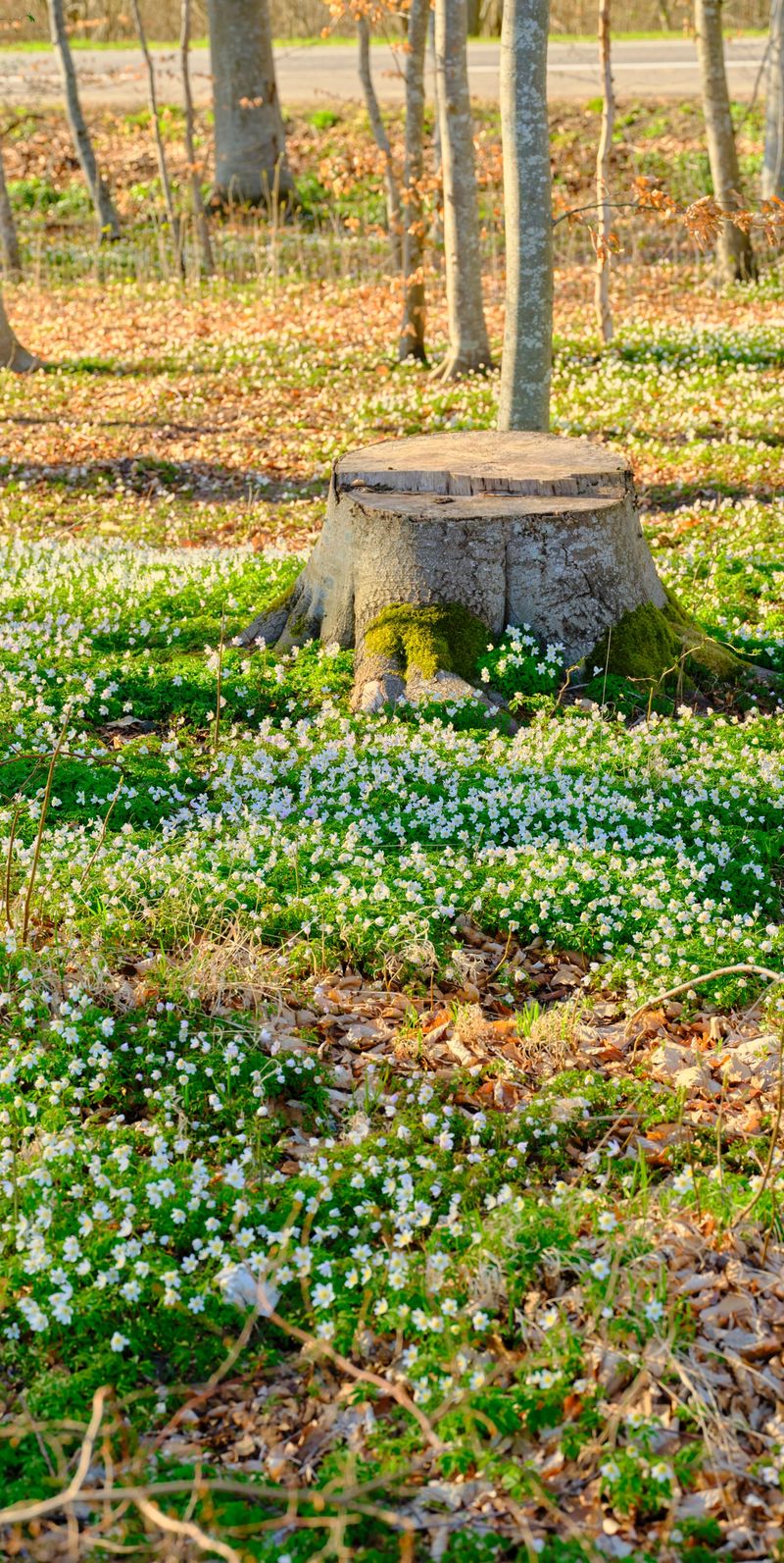 In a tranquil Danish park, a weathered tree stump sits among a carpet of white snowdrops (Galanthus nivalis) and fallen autumn leaves. Soft sunlight highlights moss at the base, evoking renewal and calm in a natural, seasonal setting.