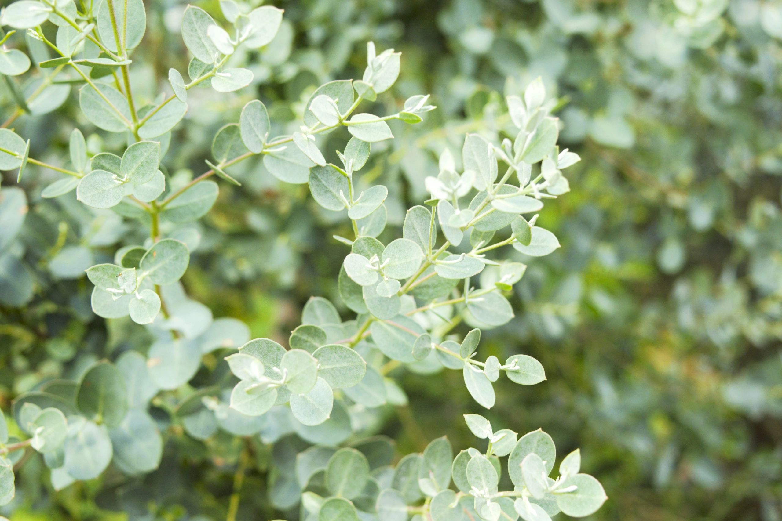Close-up of eucalyptus leaves with soft green hues.