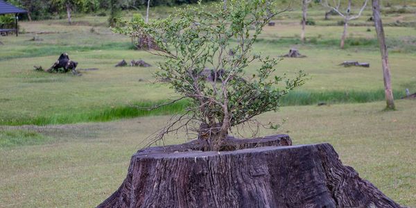 Stump Grinding  FL
Tree Stump Removal Hernando County
Affordable Stump Grinding Brooksville Florida
