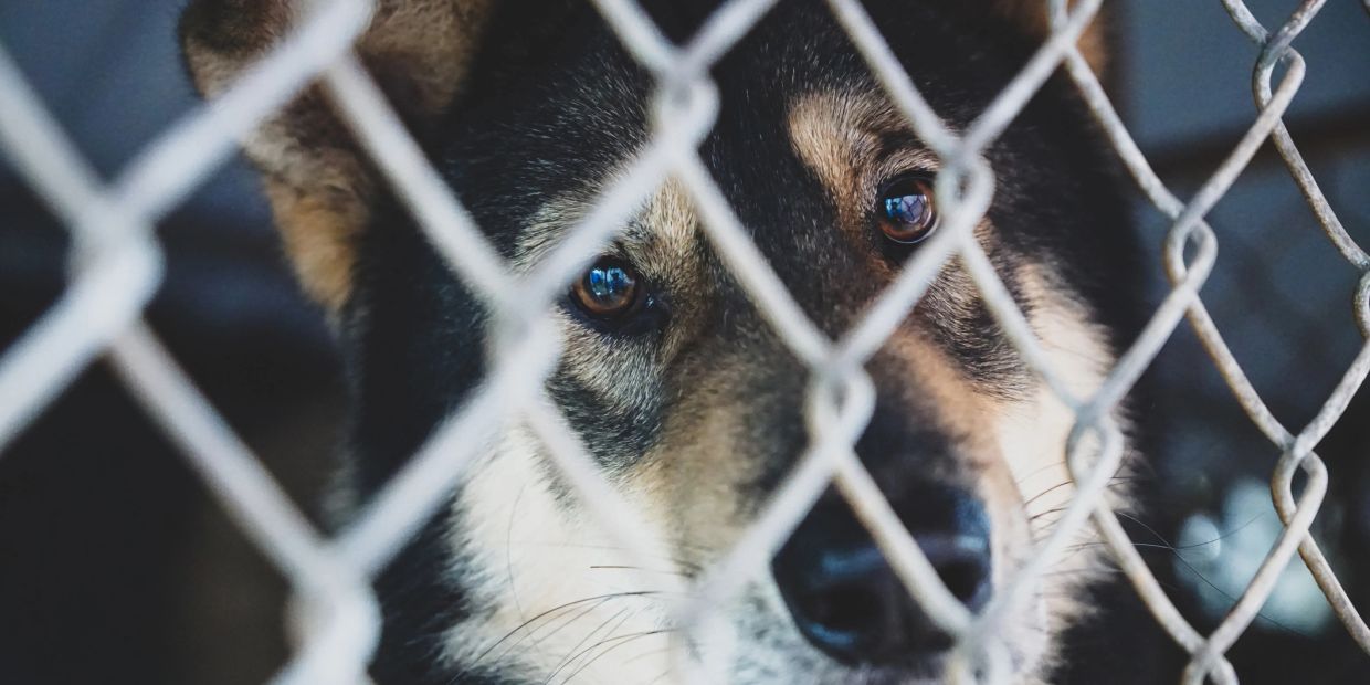 A dog looking through a chain-link fence with sad eyes.