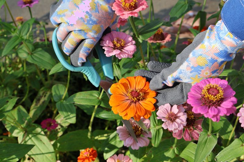 An orange zinnia is being cut with scissors by gloved hands in a lush, colorful garden setting.The human touch adds warmth, authenticity, and a lifestyle gardening narrative.Bright colors and natural light highlight freshness and seasonal growth.A joyful scene celebrating home gardening, care, and floral abundance.