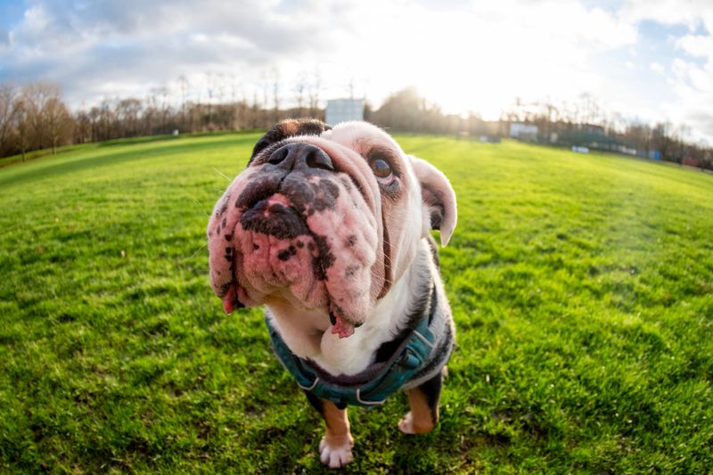 A dog stands on green grass in a park. The sun shines brightly in the background. Trees are visible and the dog looks upward, enjoying the moment.