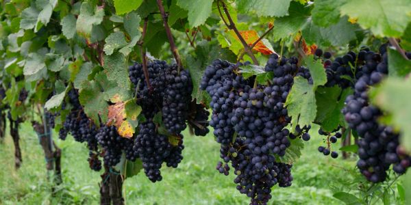 Clusters of ripe purple grapes hanging on the vine in a vineyard.
