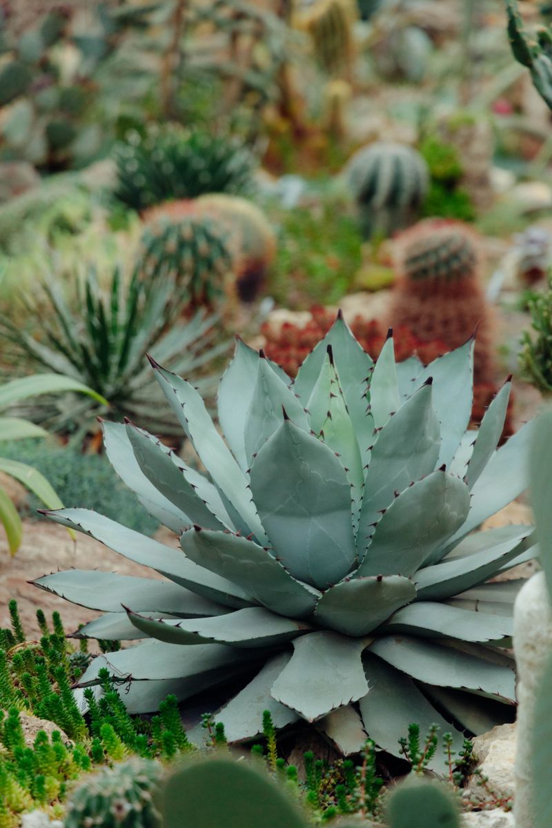 group of succulents and cacti are arranged in a garden setting. Plants display different shapes and sizes under the bright daylight, showing a variety of textures and colors.