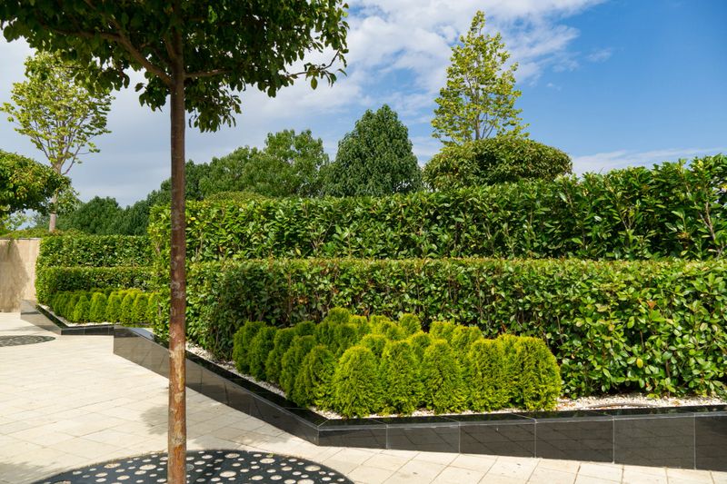 Neatly landscaped urban garden with lush green hedges, manicured shrubs, young trees, and paved walkway. Public landscape park Krasnodar or Galitsky for relaxation and walking summer 2025