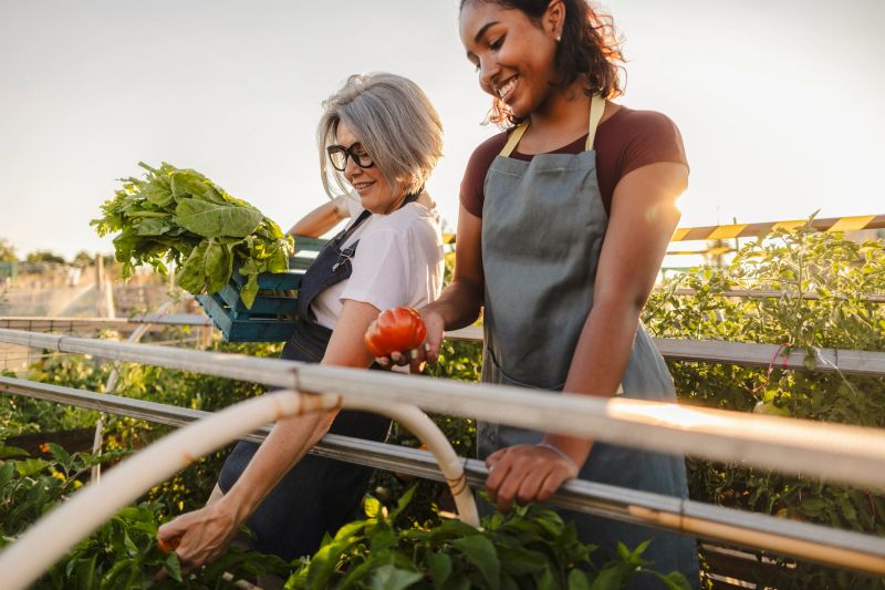 Two women, mid-adult and mature, smiling as they harvest ripe tomatoes and leafy greens together in a sunny community organic garden, sharing teamwork and care
