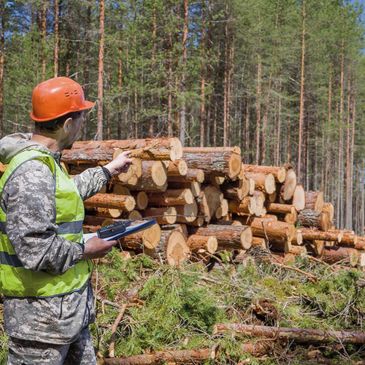 Forester inspecting a pile of cut logs in a pine forest.