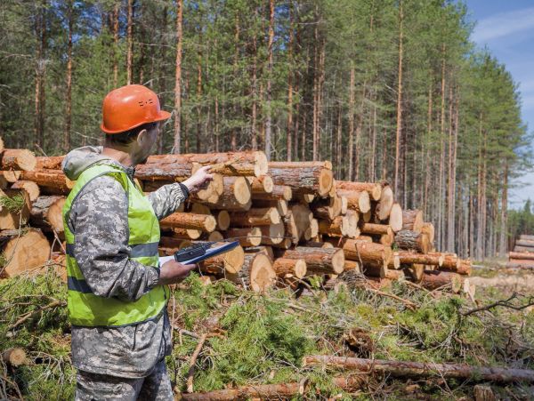 #LOGGING #SMALLSCALE #SALLLOGGING #GADSDENCOUNTY #EONCOUNTY #TALLAHASSEE #HAVANA #QUINCY #GEORGIA