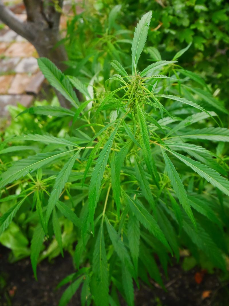 Fresh green cannabis plant growing outdoors, showcasing its natural beauty and botanical form for agricultural or medicinal concepts.