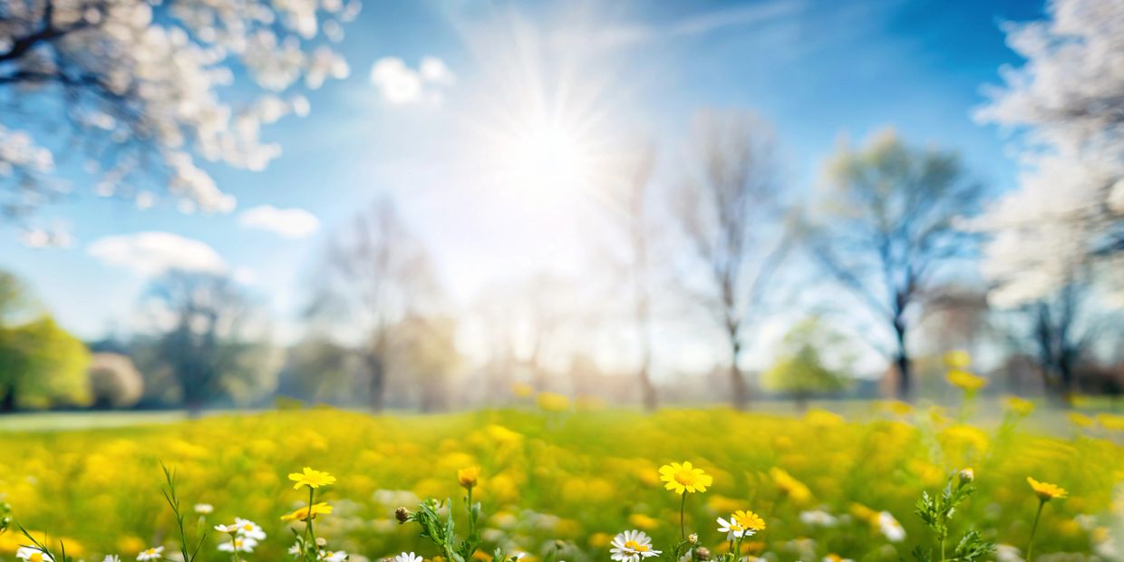 Sunlit field of yellow and white flowers with blurred trees under a blue sky.