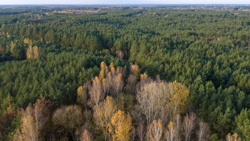 Aerial view shows coniferous forest in northern Europe, with taller leaf bare birches and patches of golden autumn foliage in late afternoon light and undulating canopy.