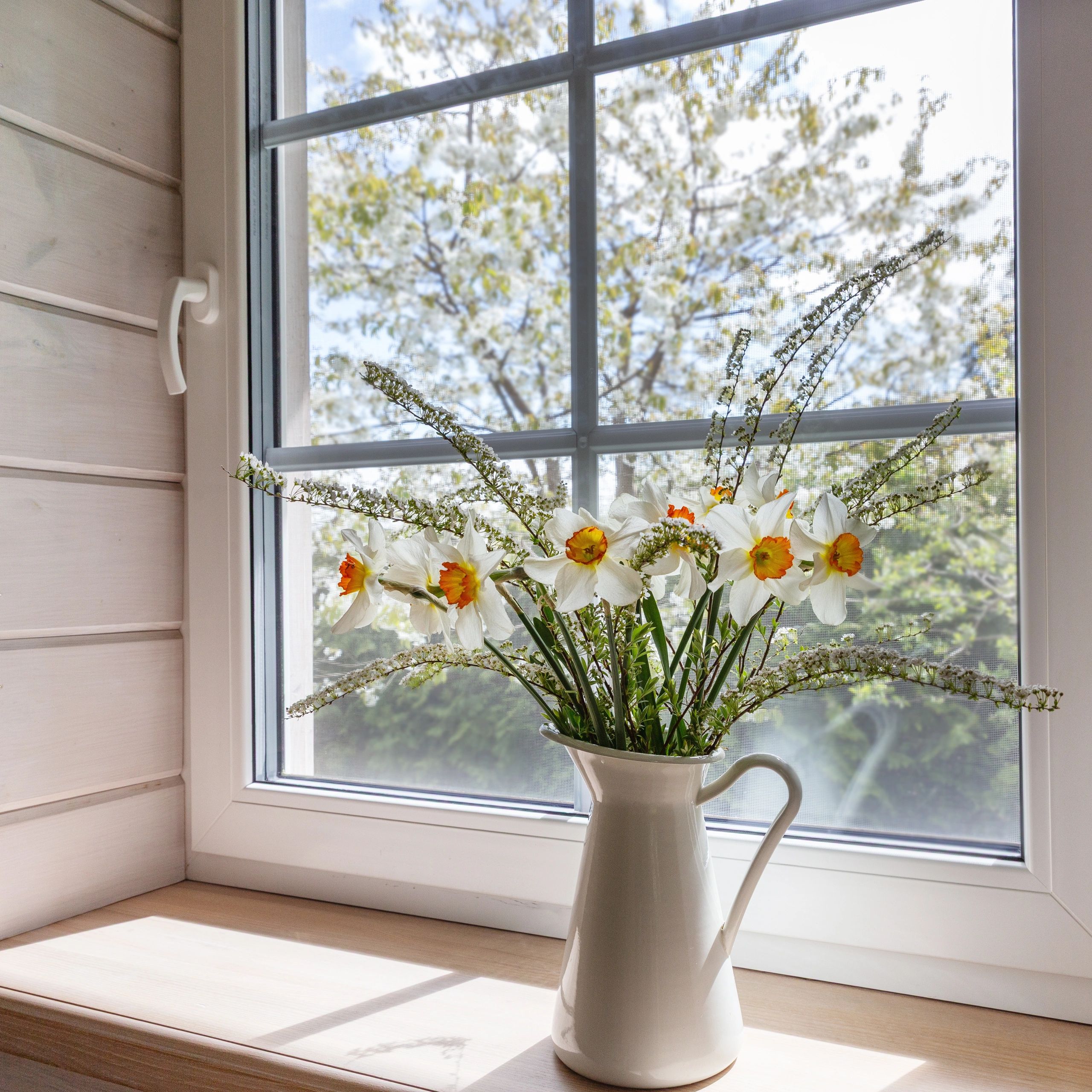 White pitcher with vibrant daffodils on a sunny windowsill.