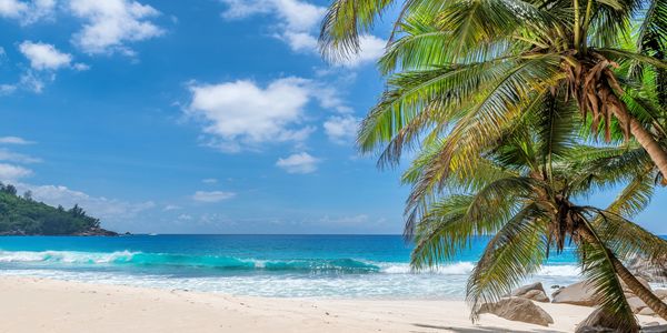 Sunny tropical beach with palm trees and clear blue sky.
