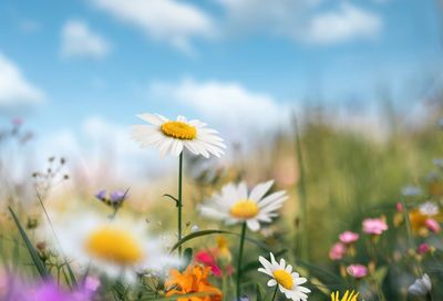 Close-up of daisies in a vibrant meadow under a blue sky.