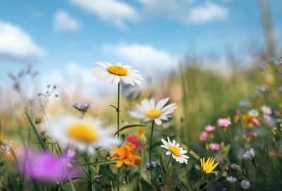 Wildflowers including daisies bloom in a vibrant meadow under a blue sky.