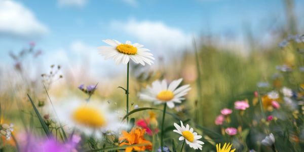 A close-up of daisies in a colorful wildflower meadow.
