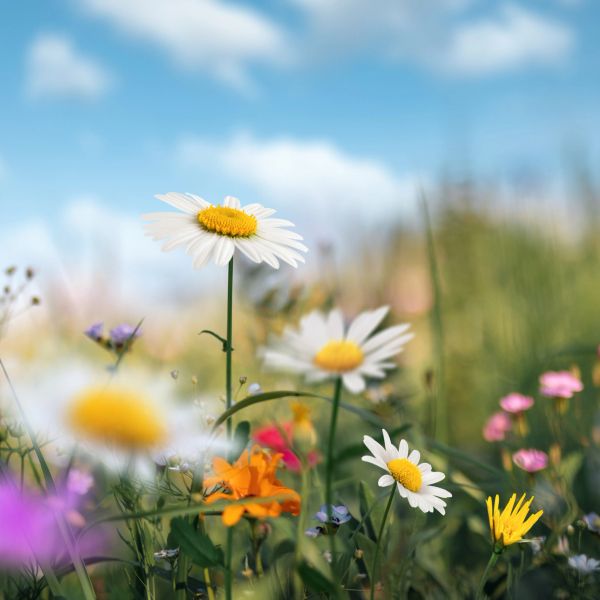 Beautiful wildflowers in a meadow under a clear blue sky.