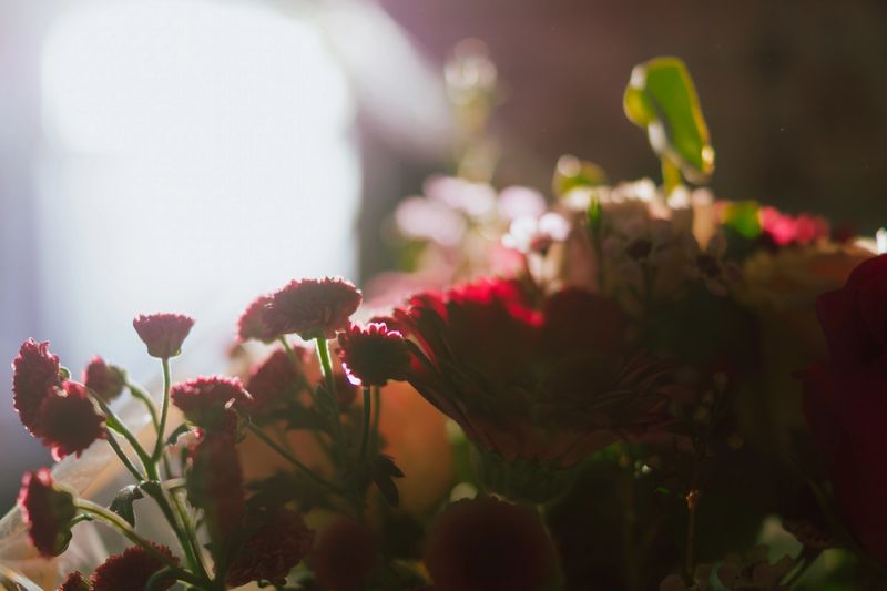 Artistic close-up of flowers in a bouquet with dreamlike lighting and blurred background. Soft focus and warm sunbeams.