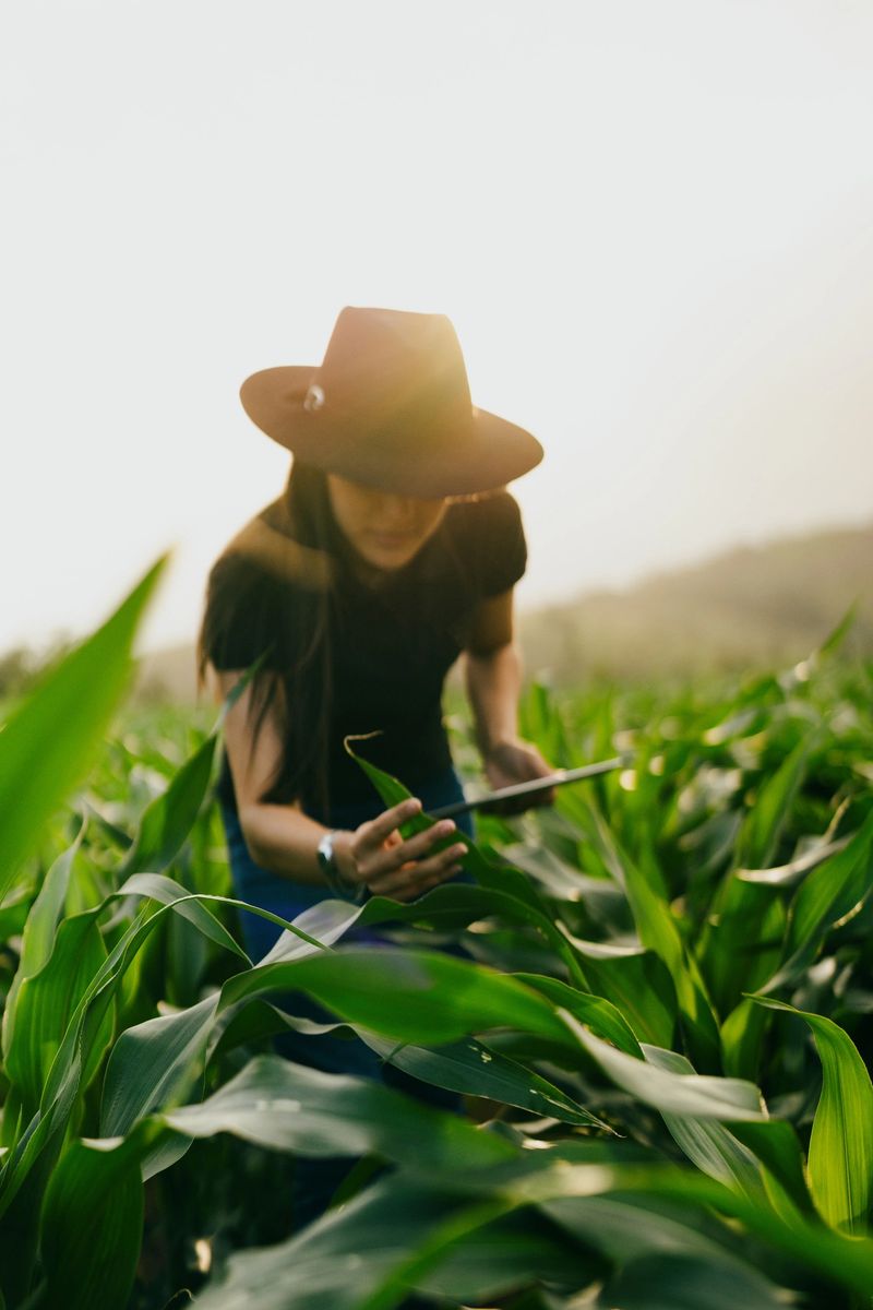 Female farmer using tablet in corn crop
