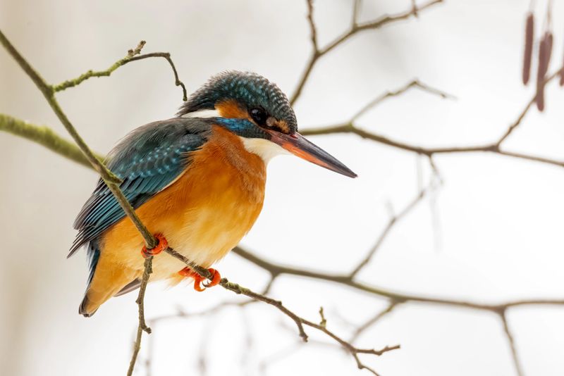 Beautiful female common kingfisher (Alcedo atthis) perching in a tree.