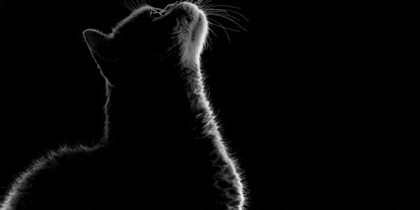 Silhouette of a cat looking upwards in low light.