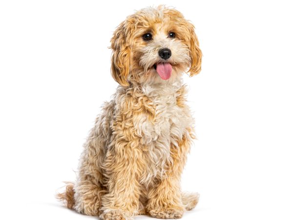 Curly-haired dog sitting with tongue out.