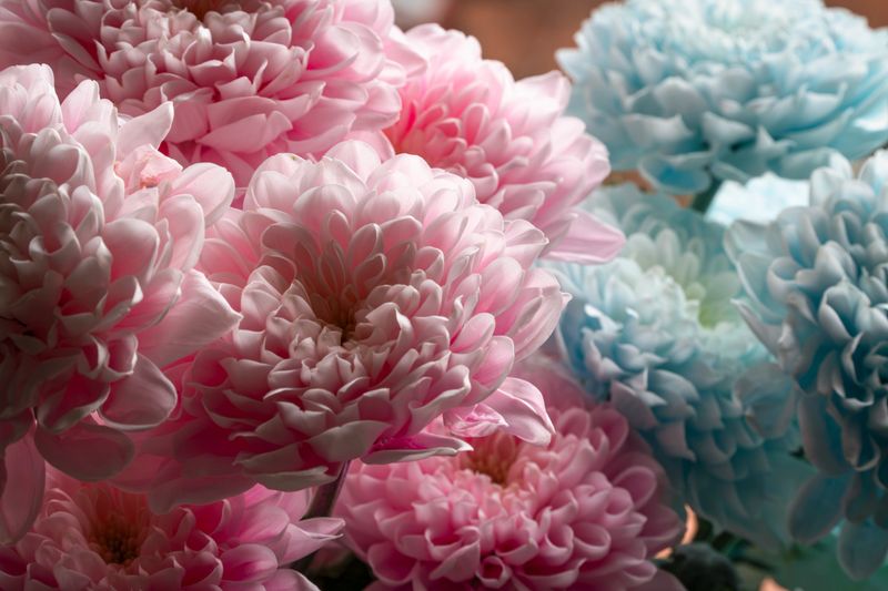 Pastel Chrysanthemum Flower Arrangement