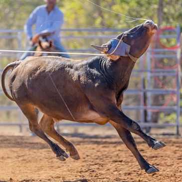 A bull being lassoed in a rodeo.