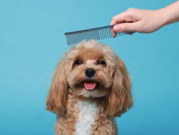 Dog being combed with a black comb.