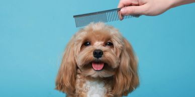 Cute dog being combed against a blue background.