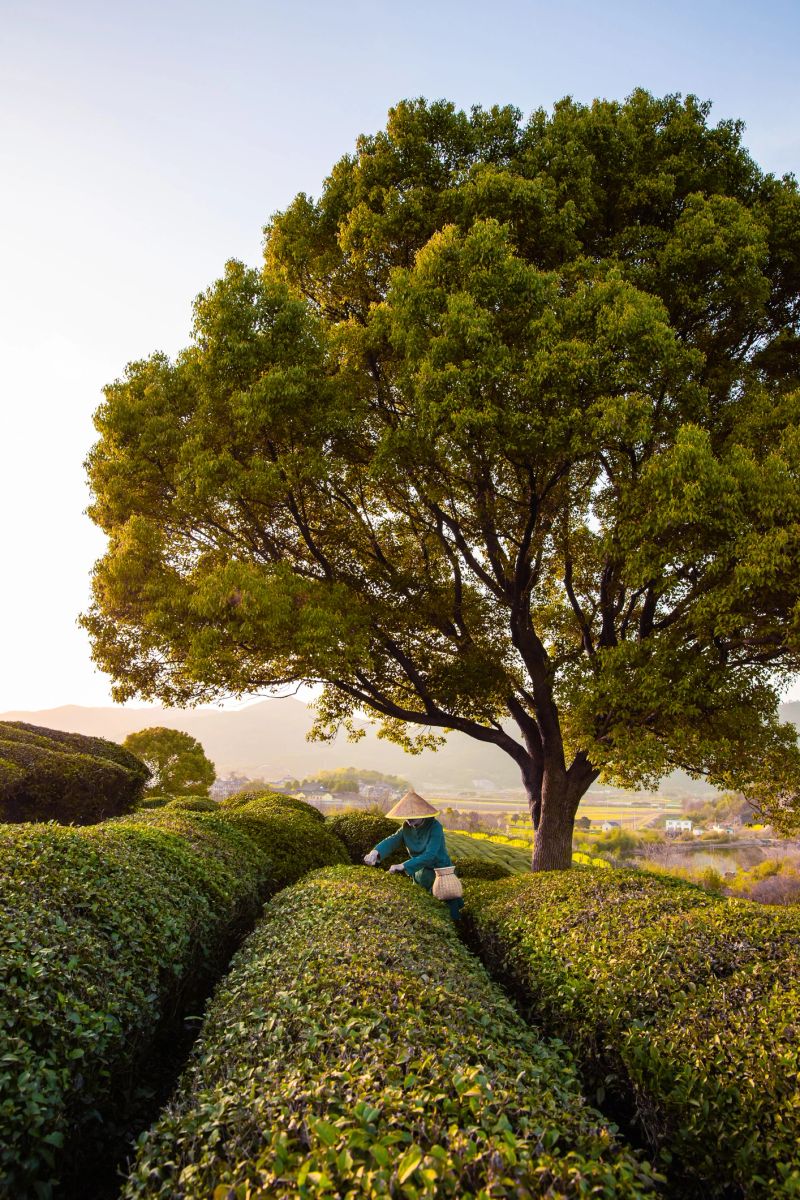 Asian woman is picking tea leaves on the tea mountain