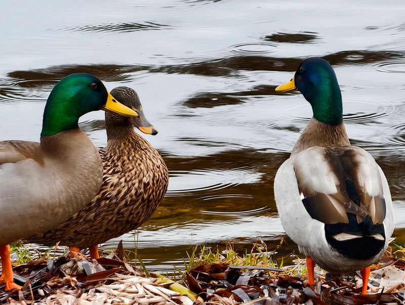 Mallard Pair Near Rippling Lake Waters Exchanging Subtle Signals Drake And Hen Aligned Against Textured Water