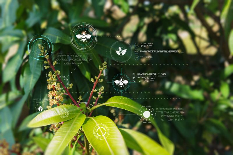A detailed, shallow depth-of-field shot focusing on the delicate blossoms and young leaves of a mango tree. Superimposed over the natural scene is a modern, transparent digital interface displaying various analytical icons, including bees, leaves, and circular graphs, along with streams of data and percentage indicators. This image visually represents smart agriculture, precision farming, crop monitoring, and the use of technology in understanding ecological systems like pollination.