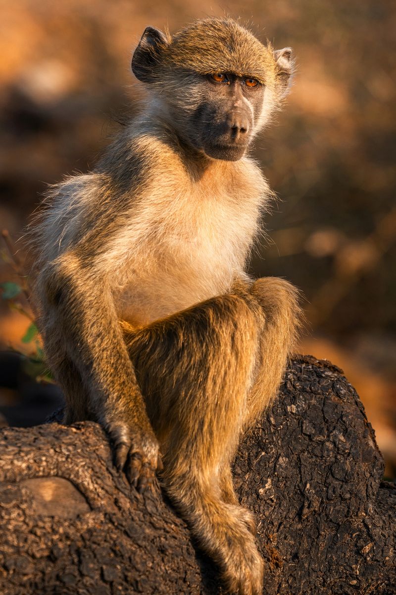 A contemplative baboon sits on a dark lava rock at golden hour, framed by warm backlight. Captures serene wildlife in Chobe National Park, Botswana, with a calm, rugged African landscape.