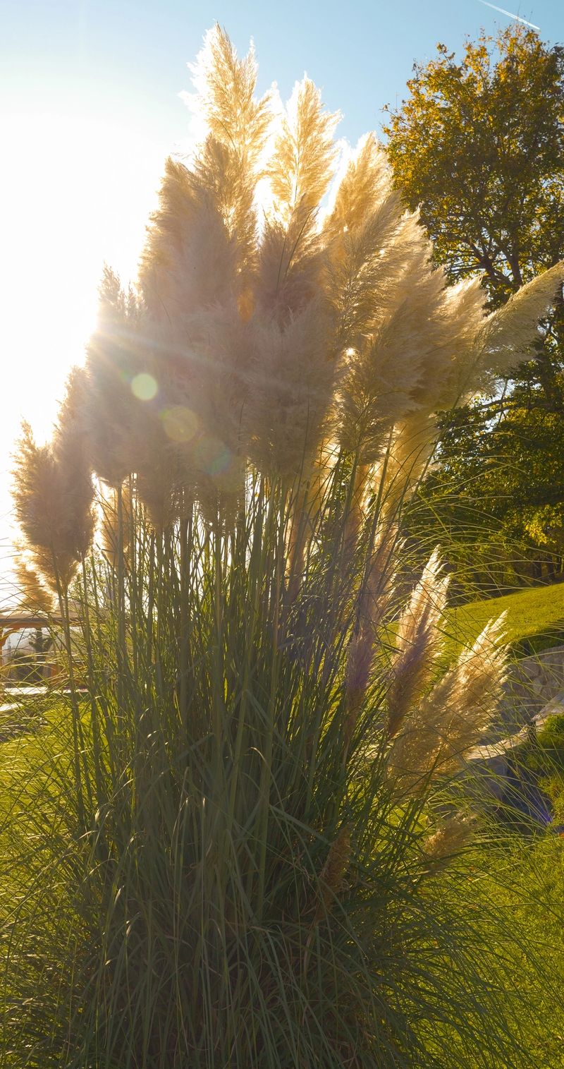 LENS FLARE, CLOSE UP: Large pampas grass plant backlit by a brilliant sun. Flowering plant sits on a green grassy slope, with its fluffy plumes glowing against the bright sky and distant autumn trees.