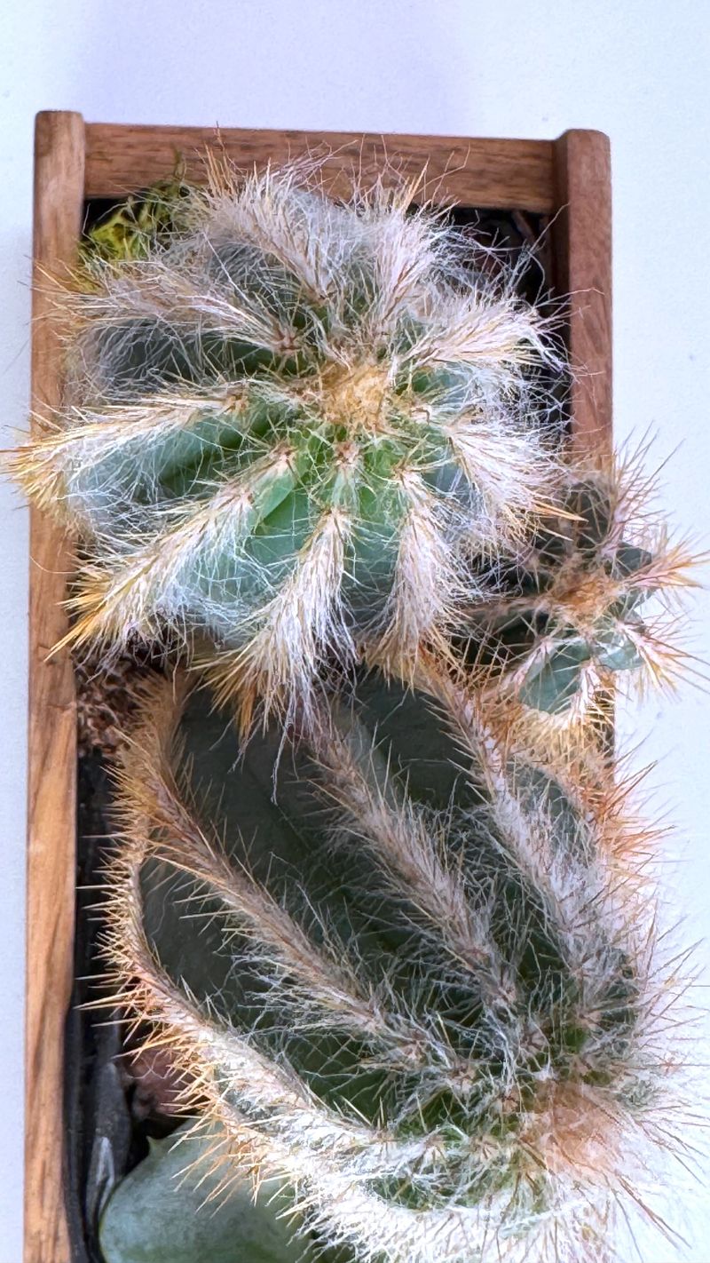 Overhead Fuzzy Cactus With Golden Spines Nestled In Wooden Planter On Windowsill Warm Sunlight And Soft Shadows Create Cozy Boho Mood, Tactile Hairs Invite Touch And Work Well