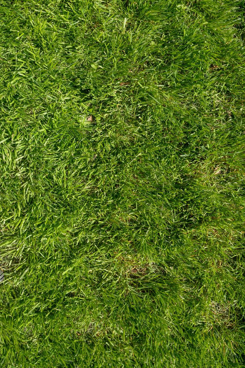 Lush green mown grass covering a summer meadow under bright sunlight. Concept of botanical growth, nature-inspired background, and vibrant ecological environment for public recreation