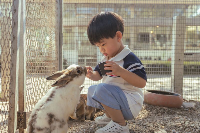 gentle Asian child carefully feeds a friendly spotted rabbit in an outdoor pen, crouching down with care and curiosity while holding food to share with the adorable pet, learning about animal care, responsibility, and kindness through this heartwarming educational experience in a safe farm environment
