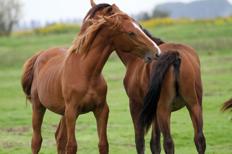 This photo shows two brown horses standing in a green meadow. One horse is turned slightly to the side, gently touching or nibbling the other horse’s back, which suggests a moment of social interaction or grooming. Their coats look smooth and healthy, and their muscles are clearly defined. The background is softly blurred with green fields and distant hills, creating a peaceful, natural setting.