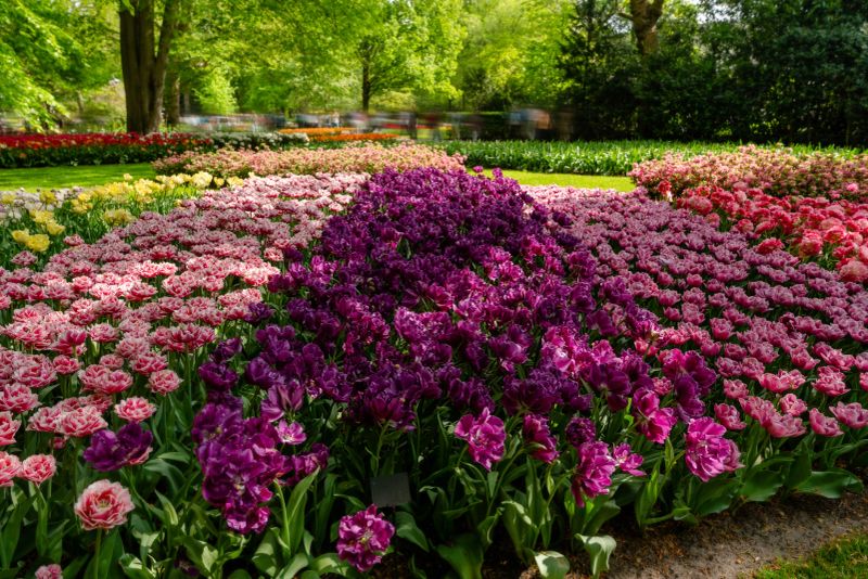 A large garden displays many flowers in various colors. People walk and enjoy the beauty of the flowers on a sunny spring day.