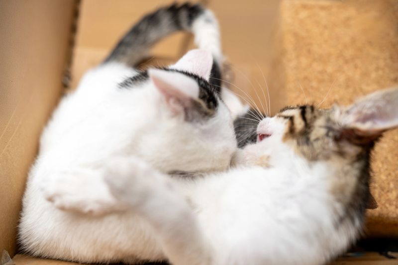 Cute kittens cuddling together in a cardboard box, playful cat biting ear of another, adorable domestic pets interaction, funny cat expressions, friendship, love, bonding, animals at home, pet care concept