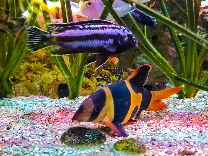 A vibrant underwater shot featuring a Clown Loach (Chromobotia macracanthus) swimming near the gravel bottom, with a purple-striped African Cichlid and green aquatic plants in the background. High contrast and colorful aquarium hobby photography.