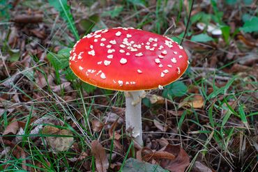   "For educational/identification purposes only."