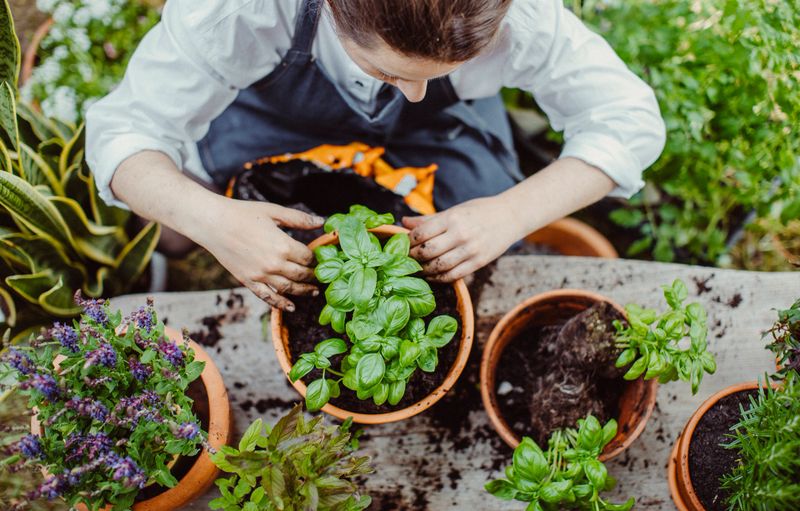 Mid adult Caucasian woman gently tending to basil plant in outdoor herb garden. Surrounded by various potted plants, she carefully places soil around the basil, ensuring proper growth. Sunlight softly illuminates the garden, creating a peaceful atmosphere.