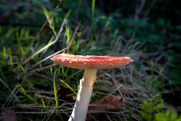  "For educational/identification purposes only."Mushrooms in nature