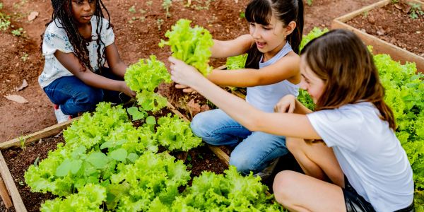 Children harvesting lettuce in a garden.