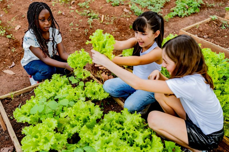 Child girls cultivating and caring for an organic vegetable garden at school