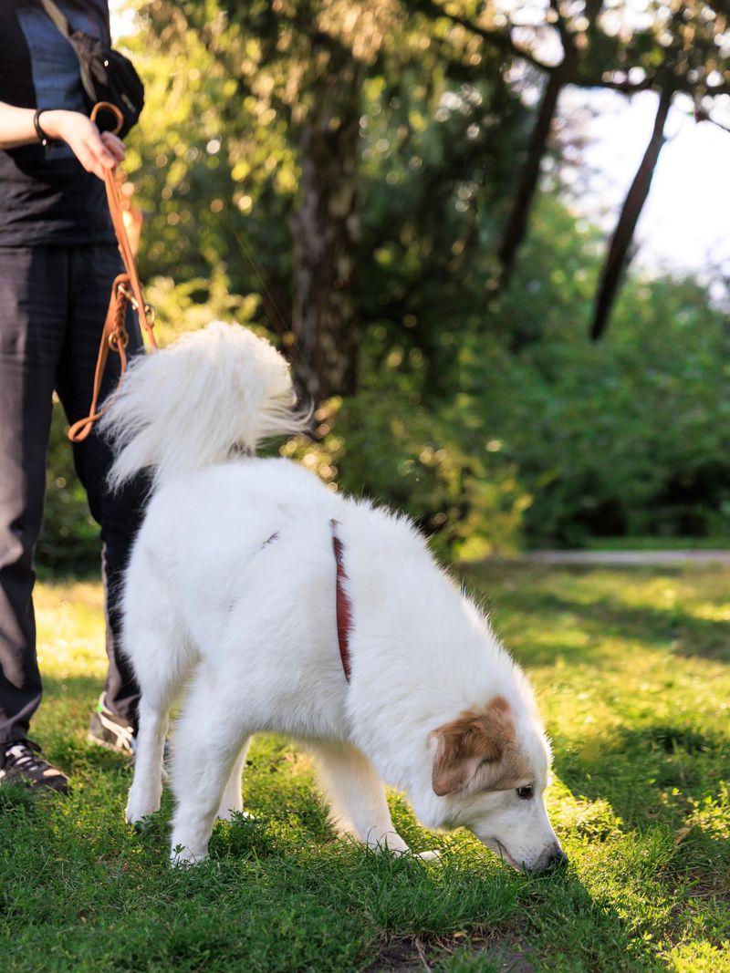 A fluffy white dog sniffs the grass while its owner stands close by, enjoying a sunny afternoon in the park surrounded by greenery and trees, creating a relaxing atmosphere.
