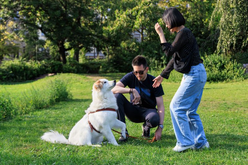 A woman is engaging with her dog in a park, using positive reinforcement techniques. A man observes closely, helping during the training session. Sunlight filters through the trees.
