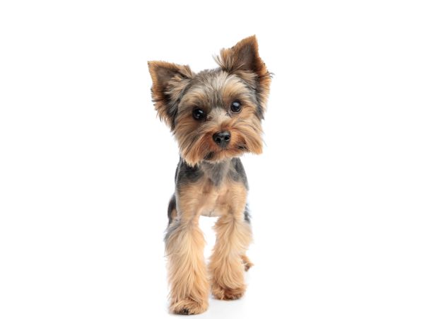 Cute Yorkshire Terrier walking towards camera.
